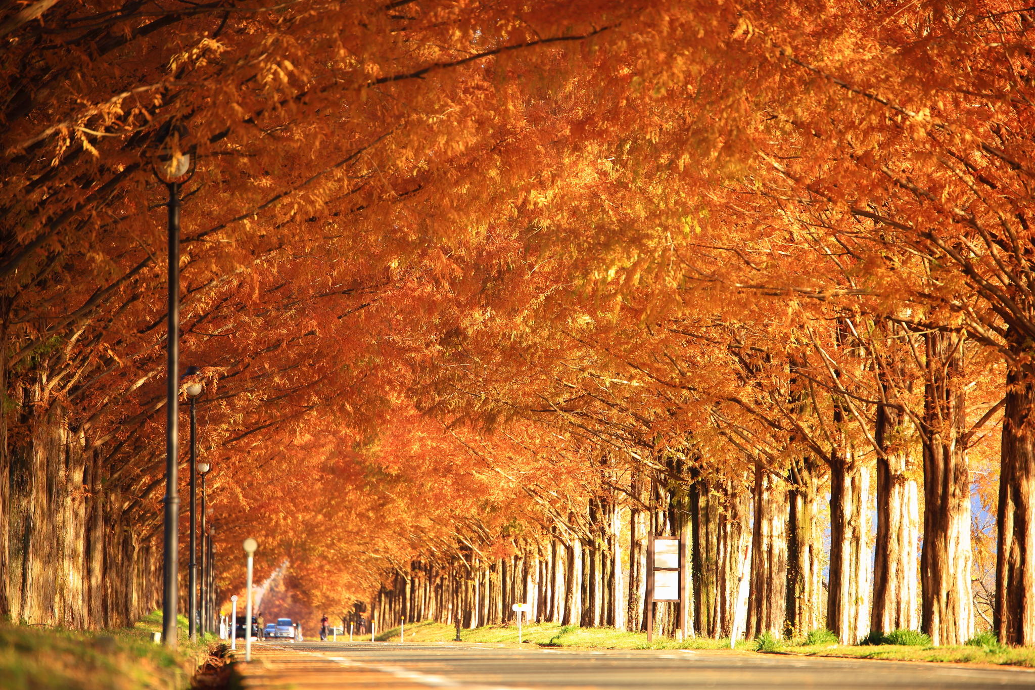 Autumn foliage in Takashima