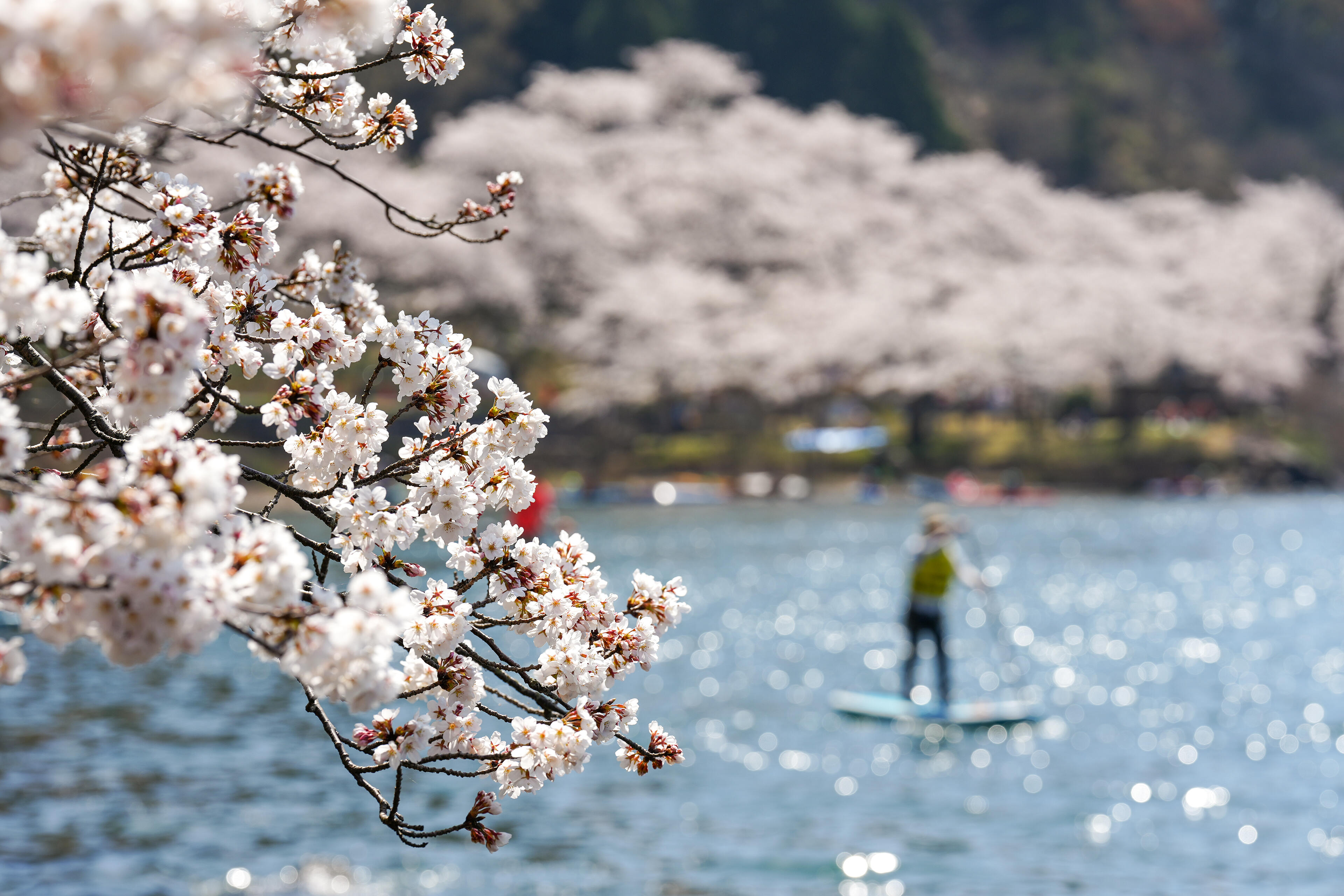 Cherry blossoms beside Lake Biwa